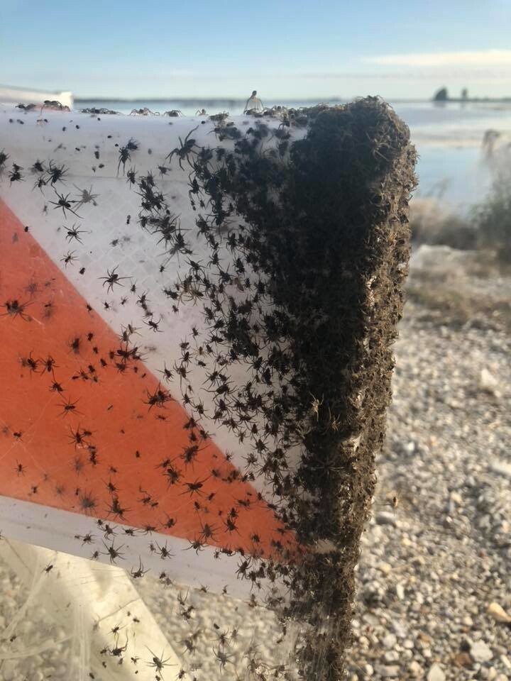 Кошмар для арахнофоба: тысячи пауков вдоль шоссе в Арканзасе