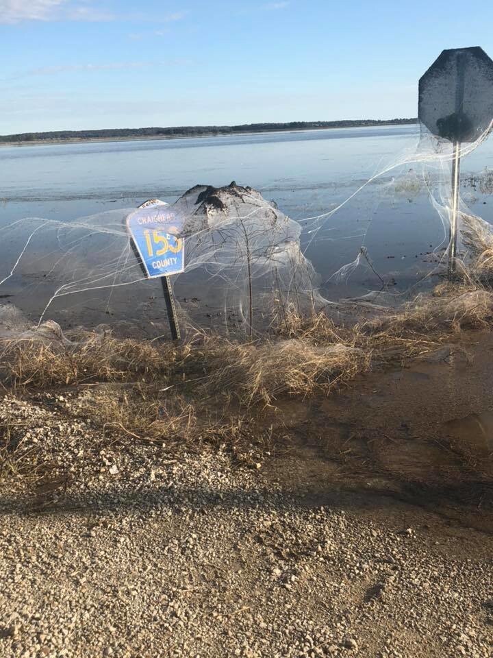 Кошмар для арахнофоба: тысячи пауков вдоль шоссе в Арканзасе