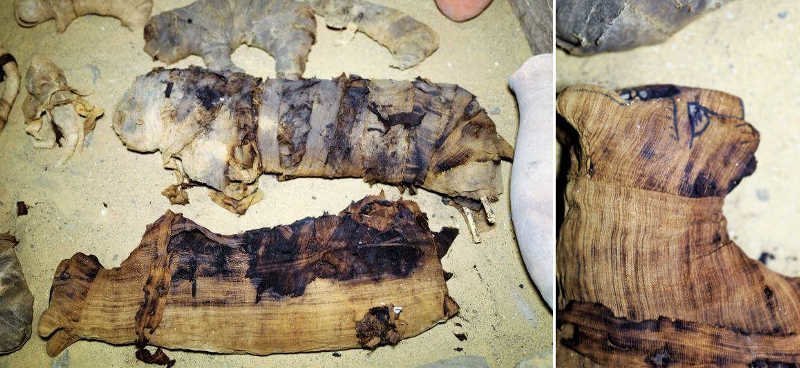 Древние египтяне использовали мумии животных в качестве религиозных жертв