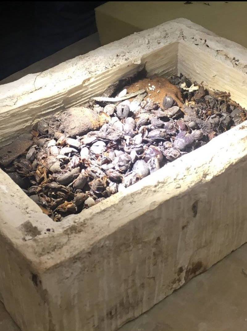Еще одна коллекция мумий скарабеев была обнаружена внутри меньшего саркофага