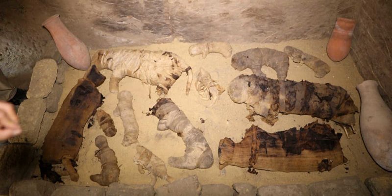 В Египте нашли редкие мумии кошек и скарабеев в 7 гробницах возле пирамид