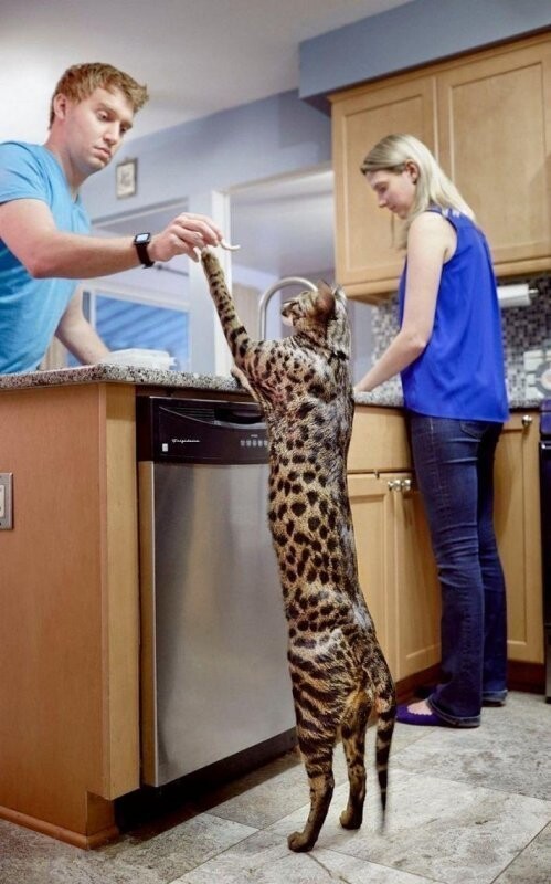 12. Самый высокий кот. Длина тела этого красавца составляет 48 см. 