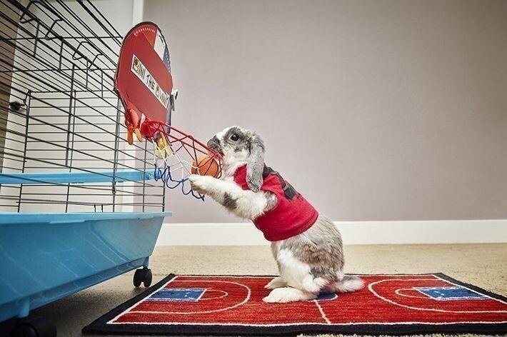 17. Лучший кролик-баскетболист. За минуту он может забросить мяч в корзину семь раз! 
