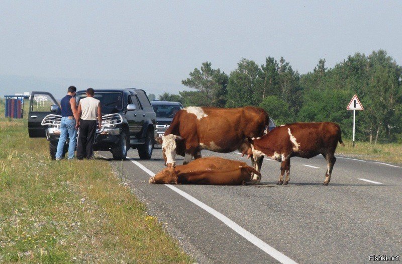 В районный суд пришло дело по ДТП с участием автомобиля Лендровер и коровы