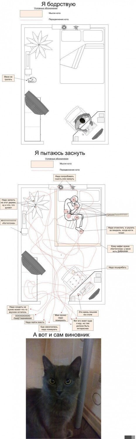 Прикольные и смешные картинки