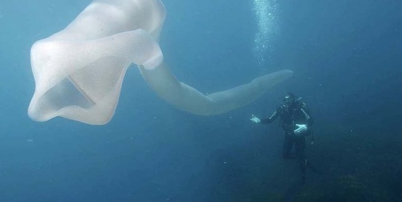 Водолазы у берегов Новой Зеландии наткнулись на огромный «морской огурец»