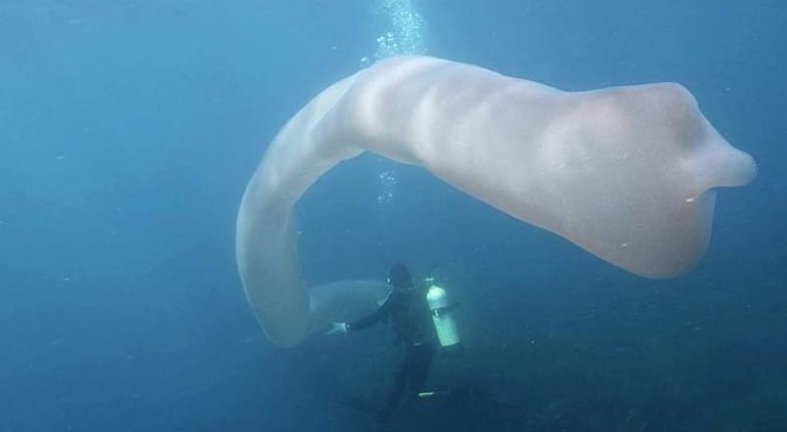 Водолазы у берегов Новой Зеландии наткнулись на огромный «морской огурец»