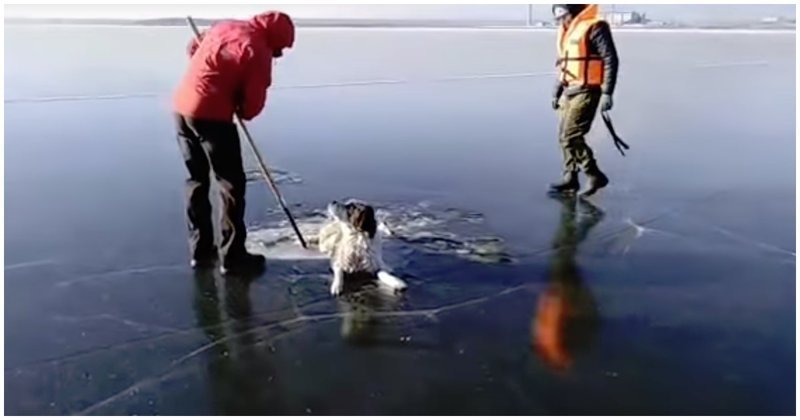 Спасатели освободили собаку, вмерзшую в лед