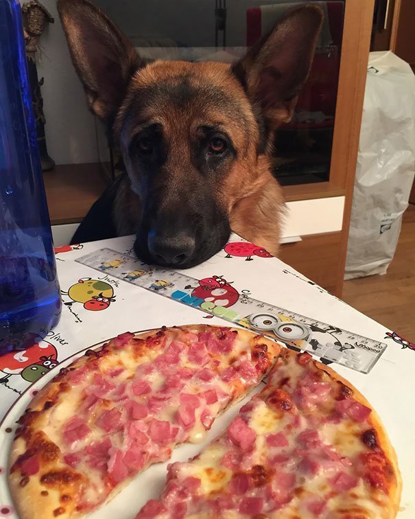 Пиццу любят все.
