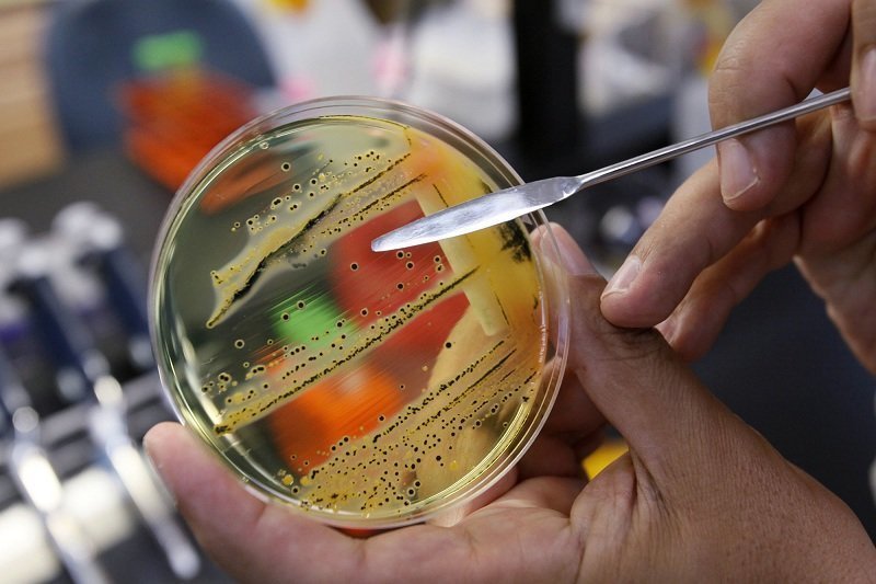 Супербактерия века: обнаружены сальмонеллы, устойчивые к антибиотикам
