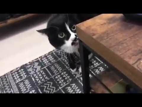грузинская песня в исполнении кота 