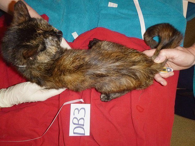 Британской кошатнице запретили пожизненно держать животных, после того как вскрыли ее квартиру
