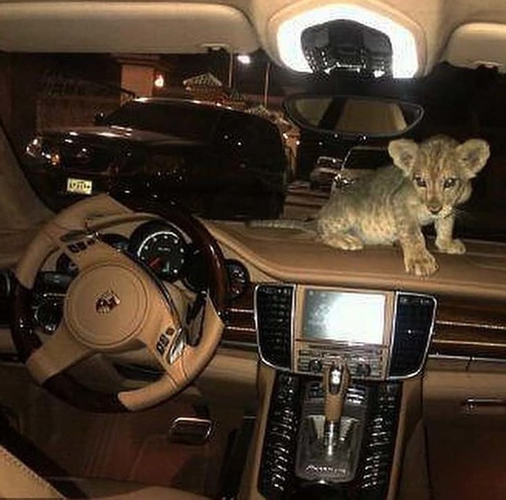 В Париже в спорткаре был найден маленький львёнок, и это далеко не первый случай