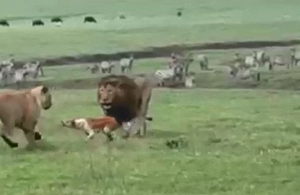 В Танзании маленький песик атаковал двух огромных львов. Пес, скорее всего, принадлежит местному кочевому народу масаи, поселение которого можно рассмотреть на заднем плане. 