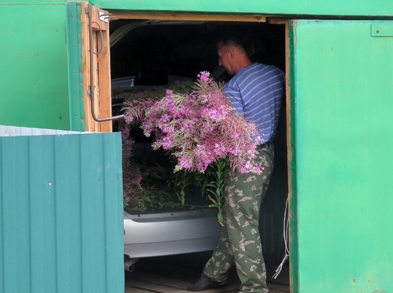 Поречье-Рыбное. Звезда огородов