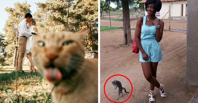 20 фотографий, которые были бы скучными, если б в кадре внезапно не появились кошки