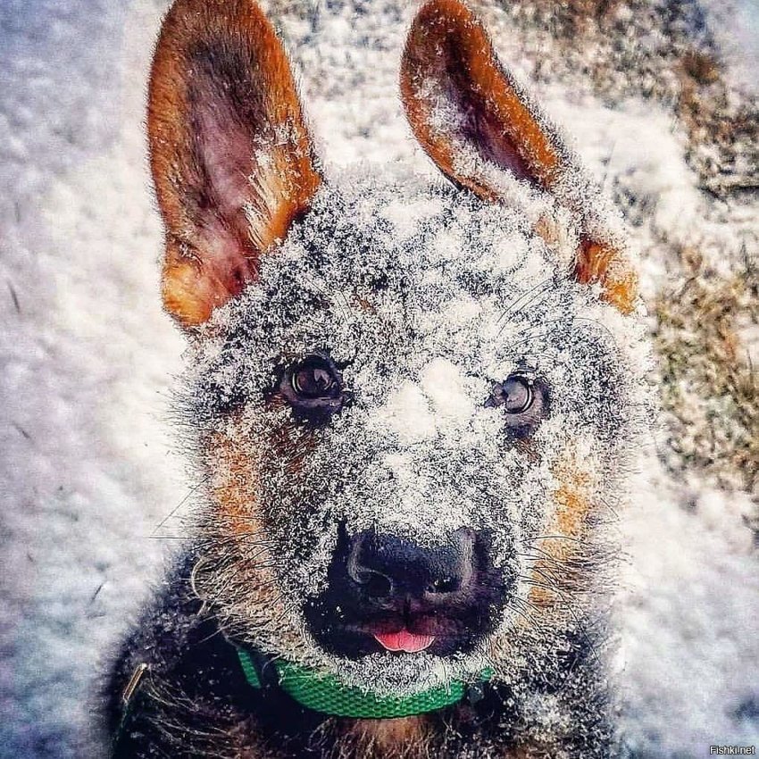 Хороший мальчик впервые увидел снег 