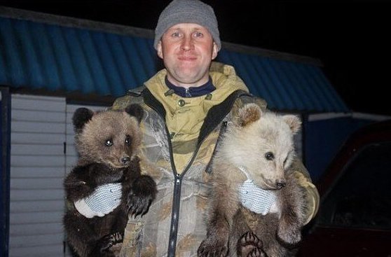 Участковые спасают и животных.Участковый Костромской области спас двух осиротевших медвежат, которым грозила гибель от стаи диких собак