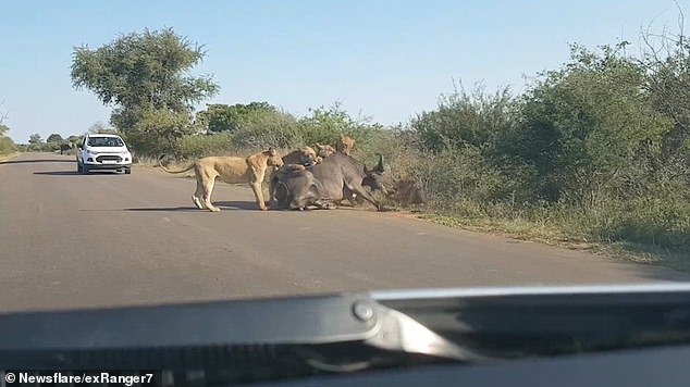 Львы приметили спокойно пасшегося неподалеку буйвола и погнались за ним. А догнав у дороги, повалили на землю