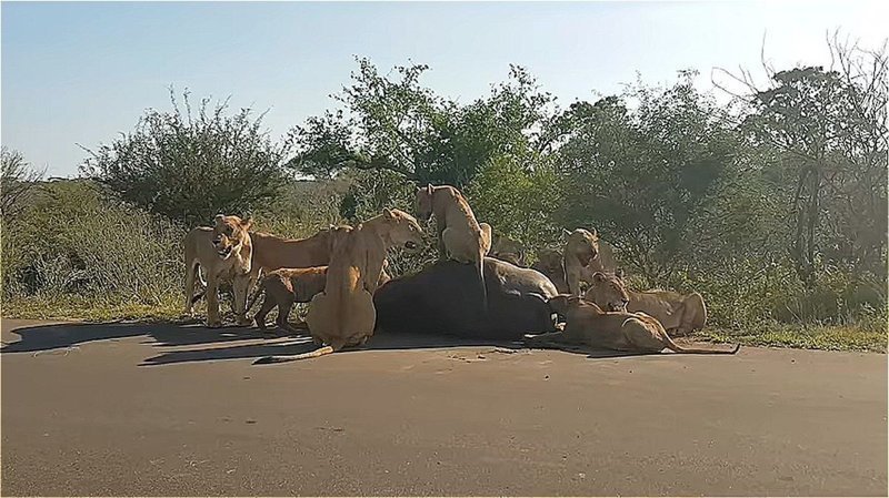 Видео: львы растерзали буйвола прямо на автотрассе
