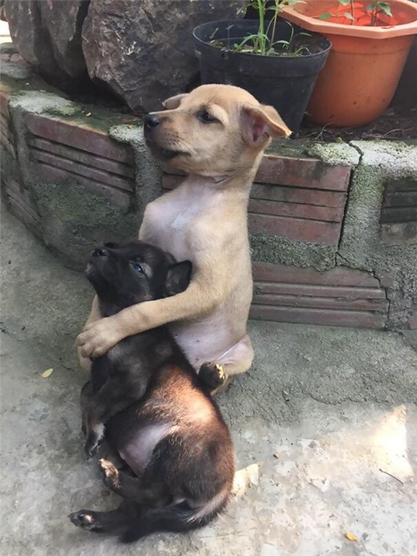 Бездомные щенки не могут перестать обниматься после того, как их спасли