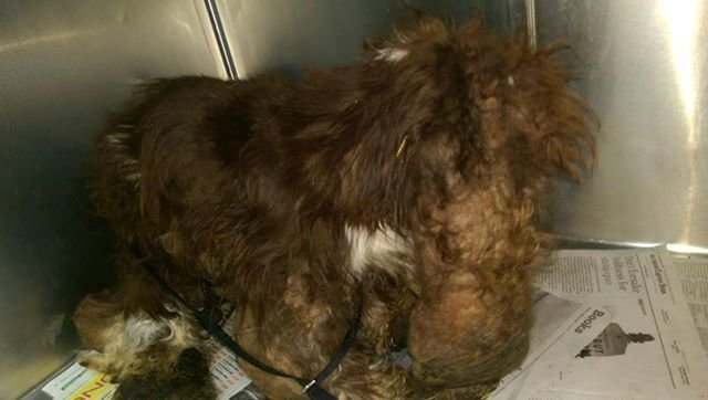 Волонтеры спасли бездомного пса, на котором было около 3 кг спутавшейся шерсти