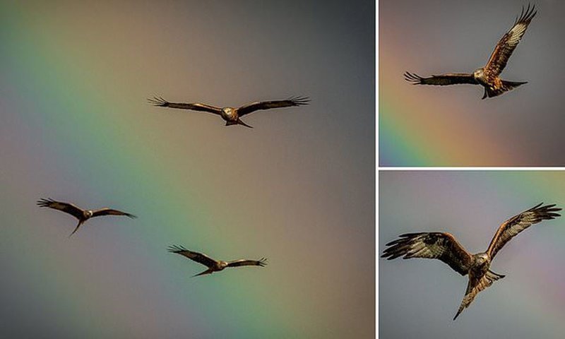 Птицы на радуге: фотограф поймал идеальный момент для съемки