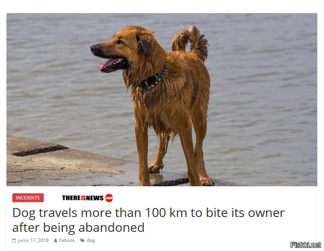 Собака преодолела более 100 км, чтобы укусить хозяина, который её бросил