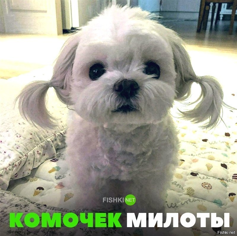 Комочек милоты