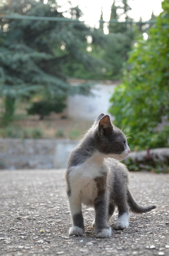 Очень колоритные уличные коты