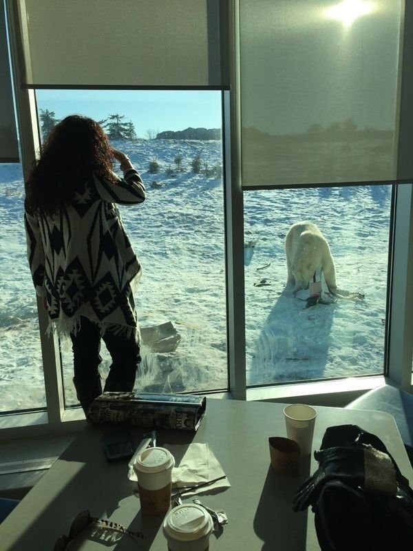 Всего лишь полярный медведь наведался в гости