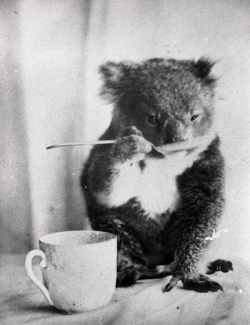 Домашняя коала пьет из ложечки. Австралия, 1900-й. Фотограф — Ф. Дэйви.