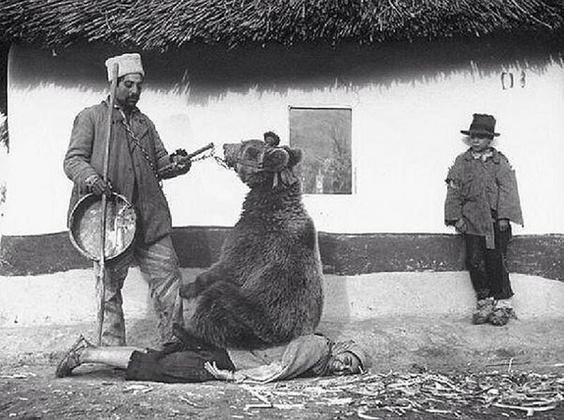 Массаж спины прирученным медведем. Румыния, 1940-й.