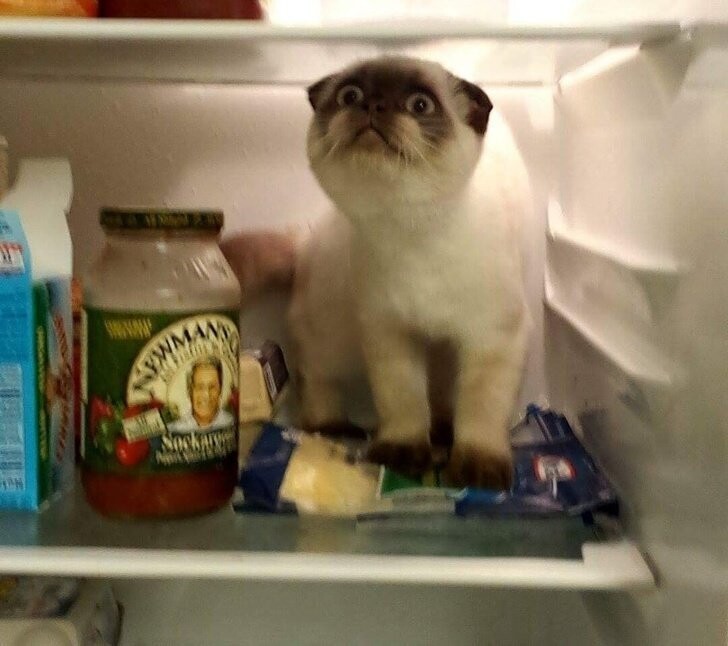  «Мой мальчик всегда пытается запрыгнуть в холодильник, когда я его открываю. Это первый раз, когда у него получилось»
