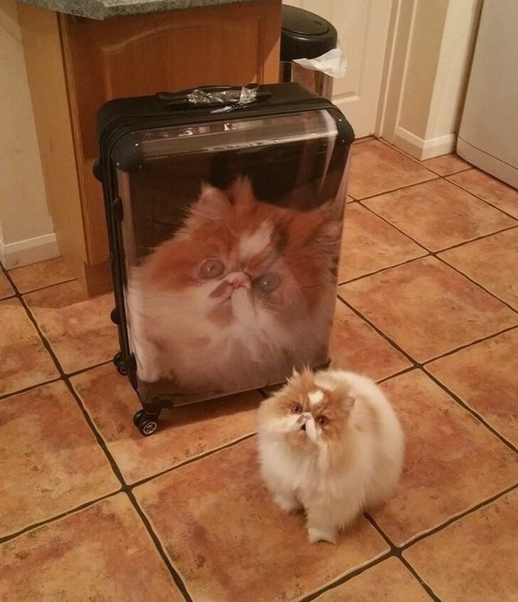 Похоже, этому коту сообщили, что в отпуск едет не он, а только его фотография на чемодане