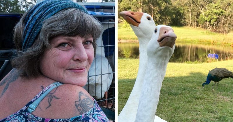 Женщина купила на ферму гусей, а те превратили её жизнь в ад