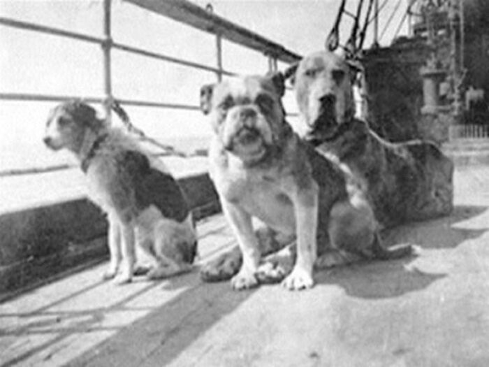 Выжившие собаки с «Титаника»
