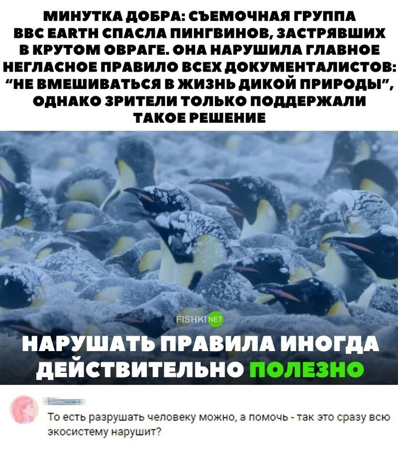Минутка добра. План спасения пингвинов. Минутка доброты. Минутка доброты юмор. Пингвины спасаются от холода фото.