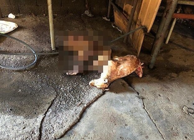 Власти Южной Кореи закрыли собачий дом смерти