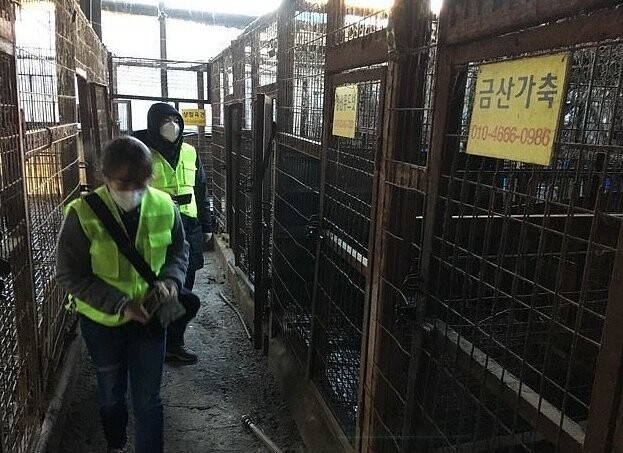 Власти Южной Кореи закрыли собачий дом смерти