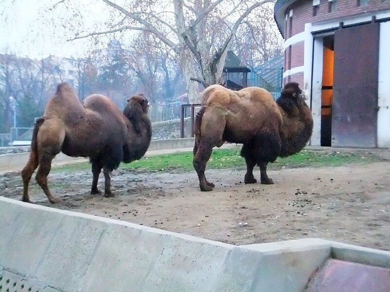 Белград, часть 17 — Белградский зоопарк