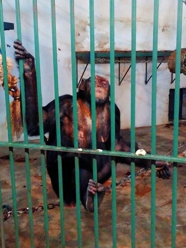 Белград, часть 17 — Белградский зоопарк