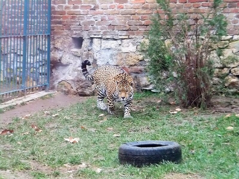 Белград, часть 17 — Белградский зоопарк