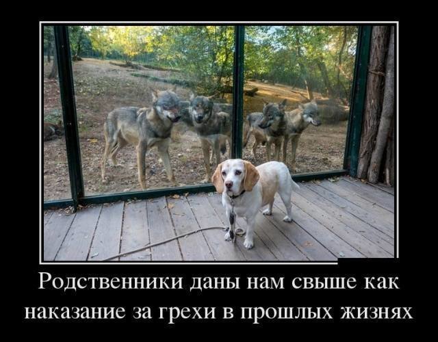Собачьи демотиваторы от Водяной за 24 ноября 2018