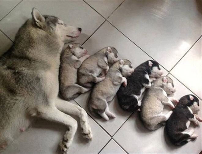 Гены даже у собак можно увидеть с раннего детства – сразу понятно, что это одна семья. 