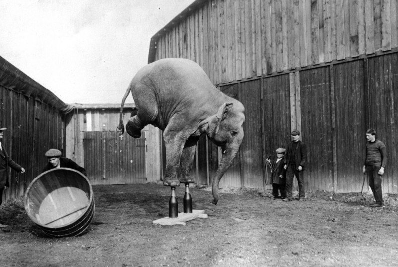 Слон балансирует на передних ногах в цирковом шоу. 1920 год. 