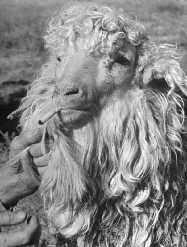 Ангорская коза, 1942 год