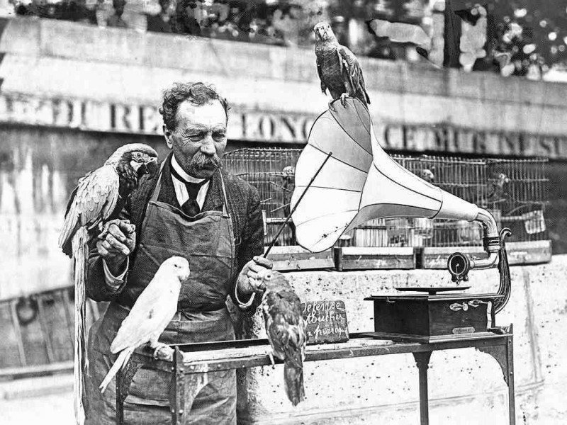 Продавец попугаев учит птиц петь песни под граммофон, Германия, 1935 год.