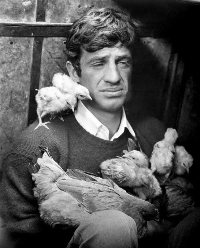 Жан-Поль Бельмондо с цыплятами