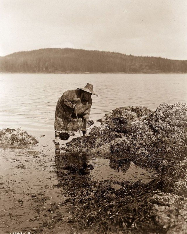 Индеец народа квакиутл собирает моллюсков в Вашингтоне, 1910 год. 